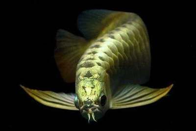 龍魚拒食 游動無力怎么辦：龍魚拒食游動無力怎么辦