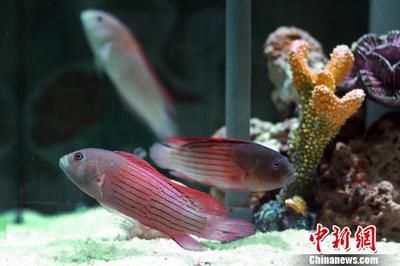 南京紅龍魚批發市場在哪（南京紅龍魚批發市場地址）