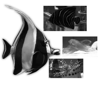 南京紅龍魚批發市場在哪（南京紅龍魚批發市場地址）