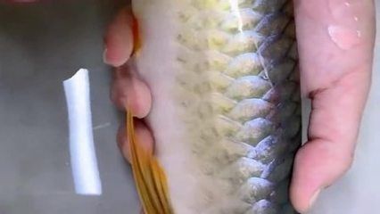 龍魚長寄生蟲怎么治：龍魚寄生蟲的治療方法 龍魚長寄生蟲怎么治：龍魚寄生蟲的治療方法 龍魚百科 第2張