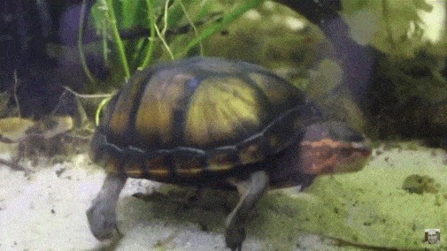 龍魚的飼料是否可以用來喂紅面蛋龜，紅面蛋龜營養需求有所不同：龍魚的飼料可以用來喂紅面蛋龜嗎？