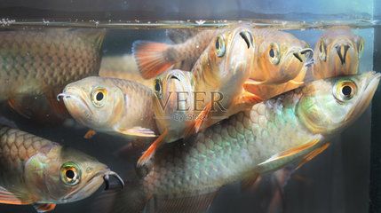 養(yǎng)龍魚的風(fēng)水忌諱：養(yǎng)龍魚的風(fēng)水注意事項(xiàng)