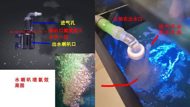 最貴的金龍魚品種是什么（探索最貴的金龍魚品種）