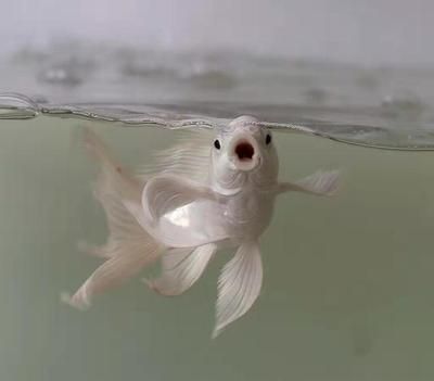 印尼小紅龍魚苗多少錢一條啊：印尼小紅龍魚苗價格