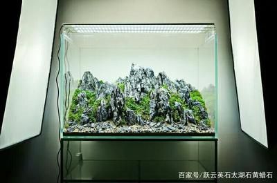 水草魚缸造景的技術(shù)：水草造景的基礎(chǔ)知識(shí)
