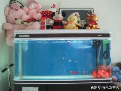 魚缸水質管理的全面指南：給魚缸換水的步驟和注意事項和注意事項和注意事項
