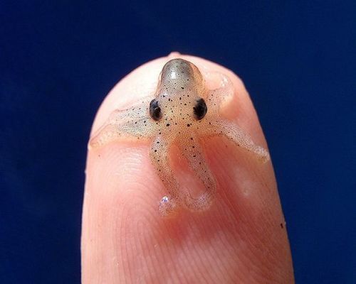 紅海魚缸燈的設(shè)置溫度應(yīng)該在22~24度之間設(shè)置：紅海魚缸燈怎么設(shè)置溫度