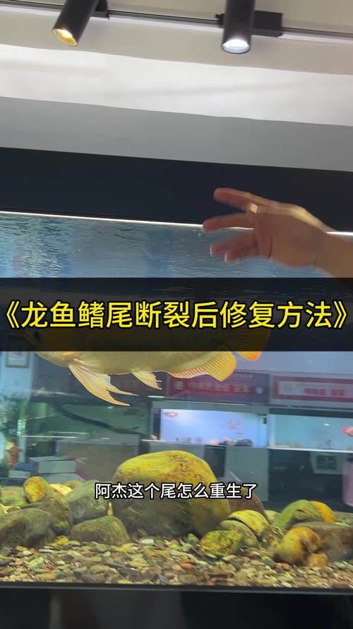 金龍魚尾鰭開裂