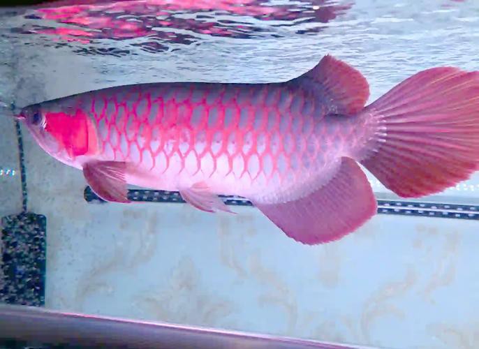 金龍魚尾鰭開裂