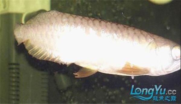 金龍魚尾鰭開裂