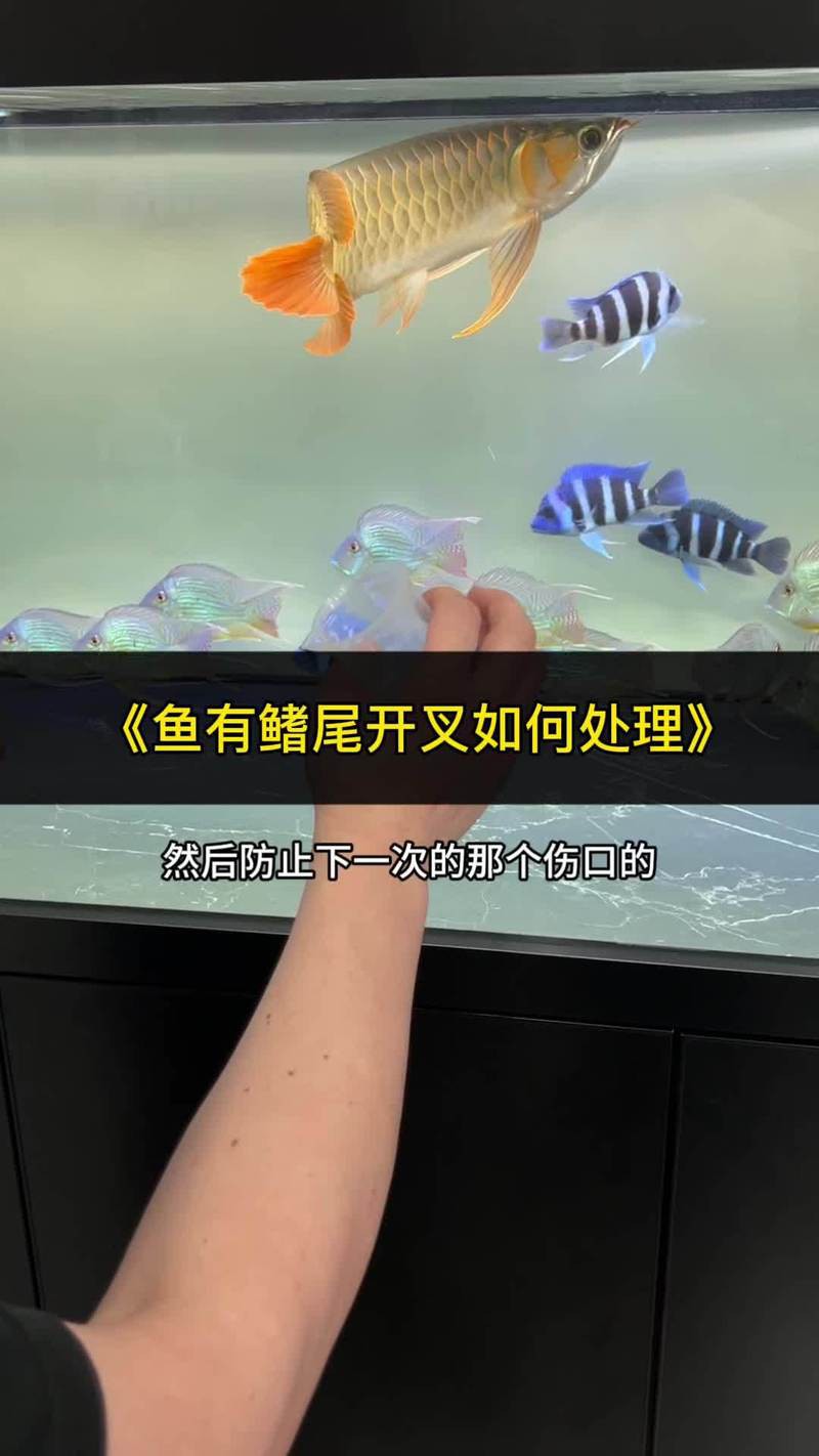 金龍魚尾鰭開裂