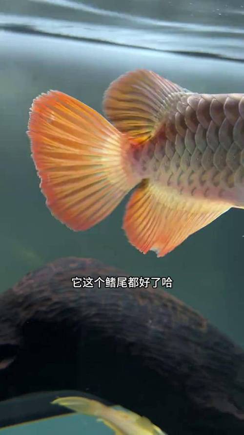金龍魚尾鰭開裂