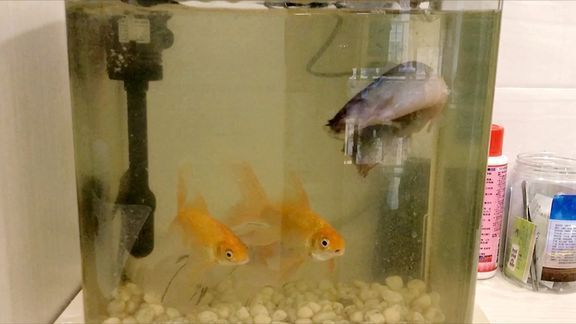 魚缸的水泛黃怎么辦視頻（如何正確使用活性炭?jī)羲~缸過濾系統(tǒng)升級(jí)指南）