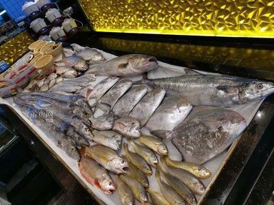 汕頭杜龍魚價格行情（汕頭杜龍魚價格因購買地點、質量、規格等因素有所不同）
