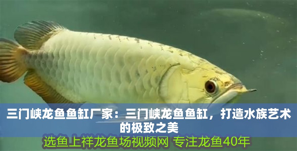 三門峽龍魚魚缸廠家：三門峽龍魚魚缸，打造水族藝術的極致之美