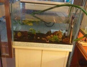 廣州幾家魚缸廠家直銷價格信息：魚缸清潔與保養秘籍：廣州幾家魚缸廠家的直銷價格 廣州幾家魚缸廠家直銷價格信息：魚缸清潔與保養秘籍：廣州幾家魚缸廠家的直銷價格 魚缸百科 第4張