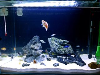 超白魚缸和浮法魚缸的區別：浮法玻璃魚缸和超白玻璃魚缸的區別 超白魚缸和浮法魚缸的區別：浮法玻璃魚缸和超白玻璃魚缸的區別 魚缸百科 第2張