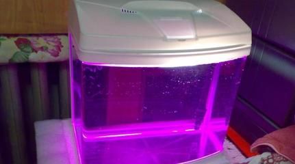 海鮮魚缸消毒用什么藥（魚缸消毒與魚類健康的關系）