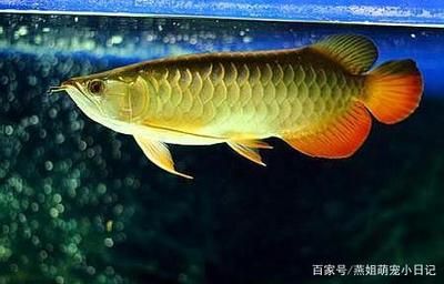 龍魚生長在什么地方：觀賞魚水族箱設計指南龍魚自然棲息地生態特點
