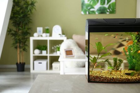 國外魚缸：國外購買魚缸需要注意的事項