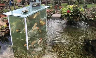 國外魚缸：國外購買魚缸需要注意的事項