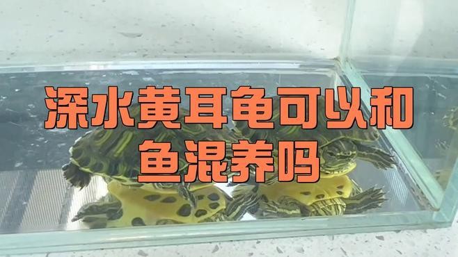 黃耳龜和龍魚混養
