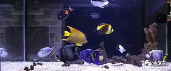 海魚魚缸造景的幾個關鍵點：海魚魚缸的造景技巧