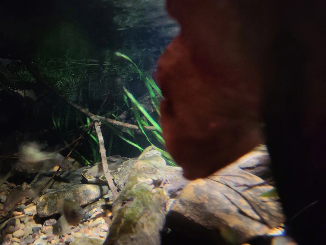 水鴨魚缸聲音大不大