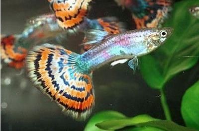 魚(yú)缸彩色石子有什么危害嗎：魚(yú)缸彩色石子可能會(huì)帶來(lái)哪些危害？