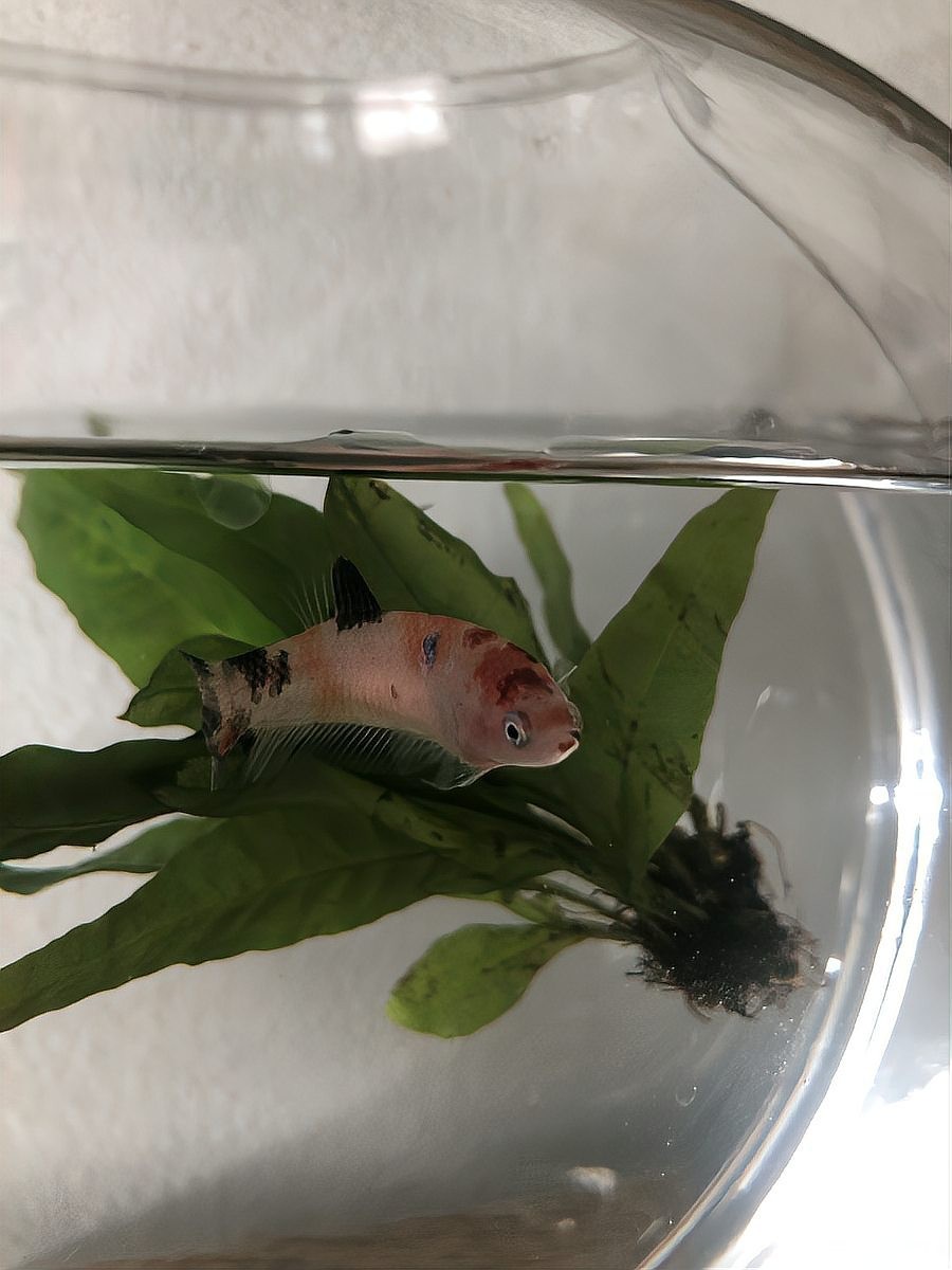 龍魚趴缸底一定是不健康嗎？