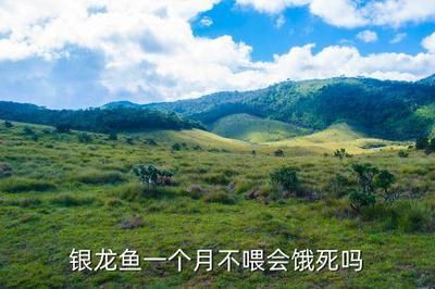 龍魚的水溫一般是在多少度養殖：龍魚養殖龍魚多長時間不吃食會餓死:龍魚的水質養殖