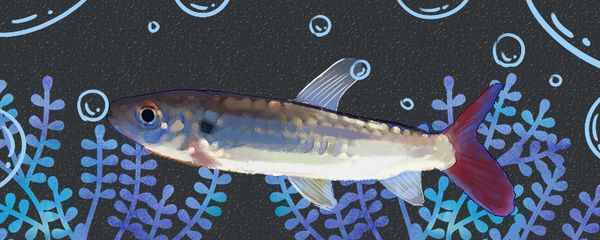 紅尾平克魚飼料搭配比例（紅尾平克魚幼魚飼料營養成分表）