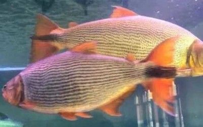 紅尾平克魚飼料搭配比例（紅尾平克魚幼魚飼料營養成分表）
