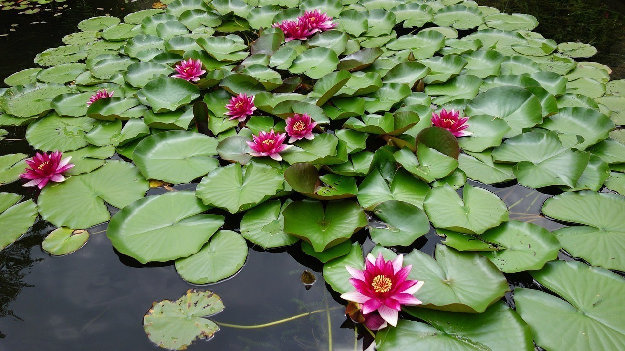 惠農區陽光花卉經銷部（惠農區陽光花卉經銷部地址）