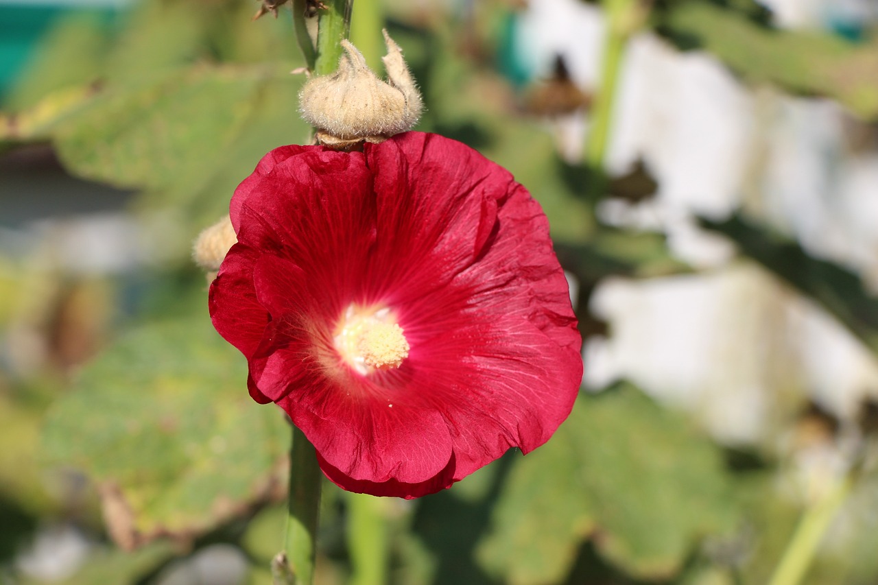 惠農區陽光花卉經銷部（惠農區陽光花卉經銷部地址）