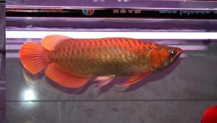 紅龍魚用什么品牌的燈比較好：紅龍魚專用燈哪個牌子好