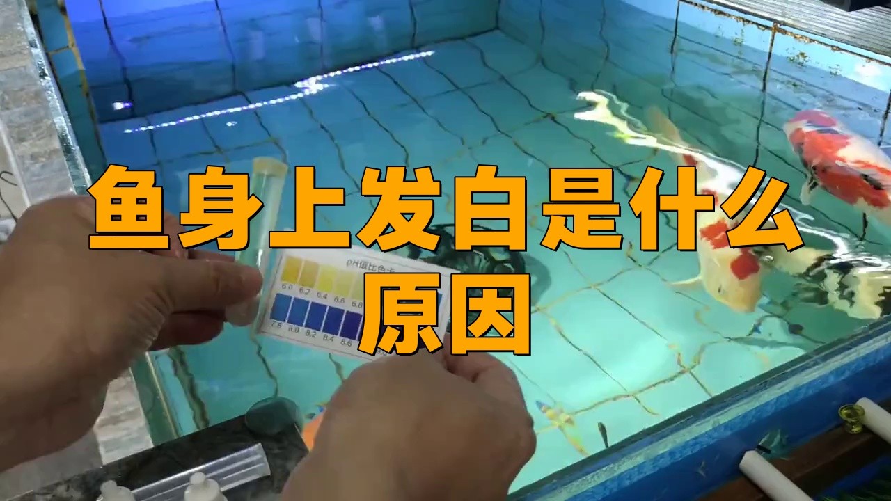 銀龍魚全身發(fā)白是什么原因引起的視頻