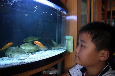 魚缸放在入門口正對面好不好（魚缸放在入門口正對面在一定程度上可以提升財運和美觀度）