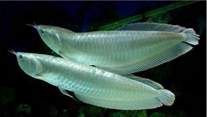 龍魚打斗怎么辦：龍魚拒食怎么辦
