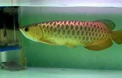 龍魚打斗怎么辦：龍魚拒食怎么辦