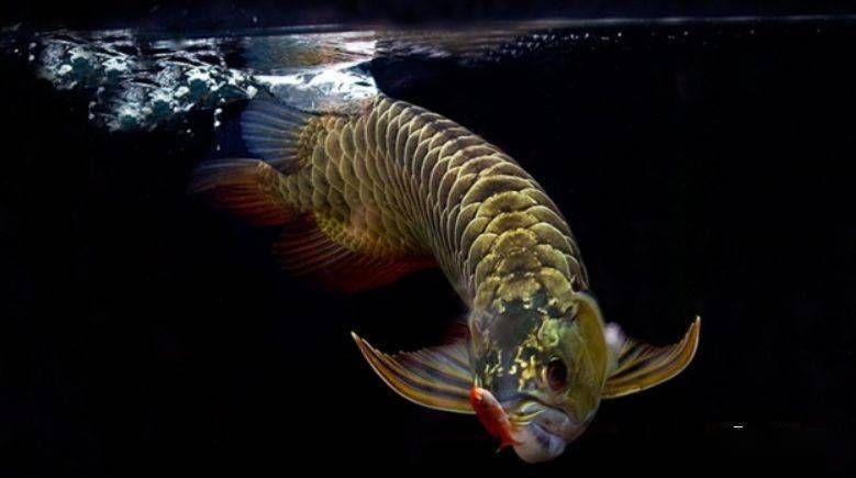 龍魚打斗怎么辦：龍魚拒食怎么辦