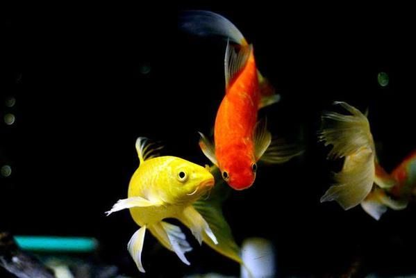 福建魚缸sianlon祥龍魚場：福建魚缸sianlon祥龍魚場售后服務介紹