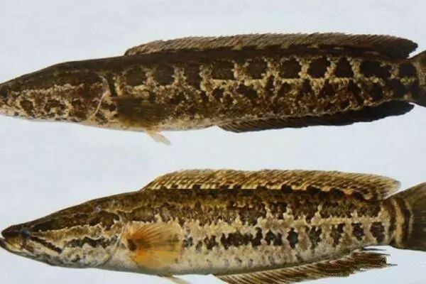 養好黑魚魚缸需要注意的幾個方面：養好黑魚魚缸需要注意什么 養好黑魚魚缸需要注意的幾個方面：養好黑魚魚缸需要注意什么 魚缸百科 第2張