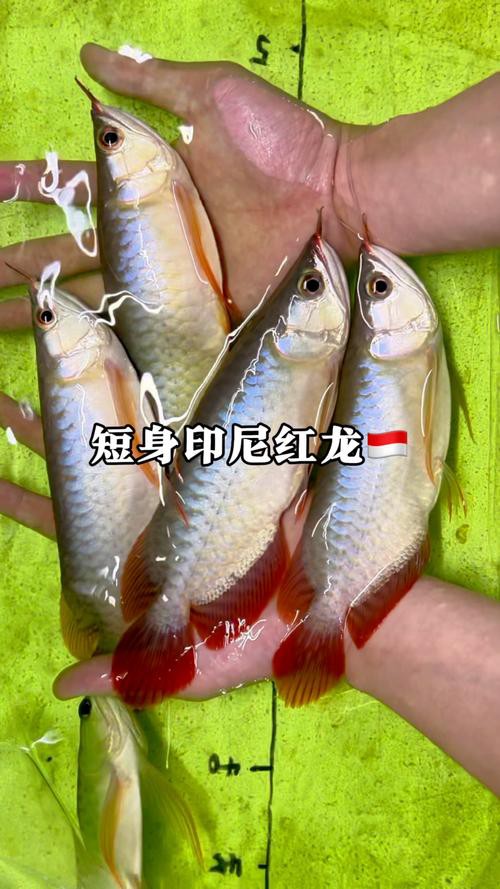 紅龍魚苗圖片大全大圖高清