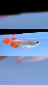 紅龍魚苗圖片大全大圖高清