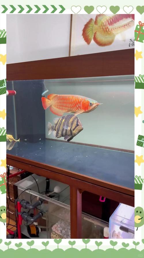 紅龍魚苗圖片大全大圖高清