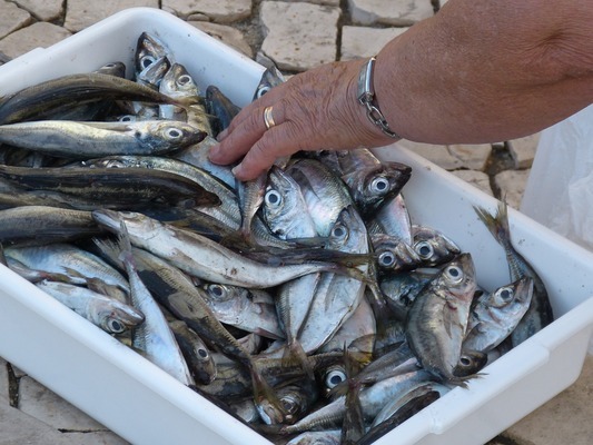 東莞市常平力豐熱帶魚店