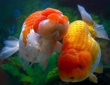萬龍魚是冷水魚嗎（萬龍魚不是冷水魚而是淡水魚，而是熱帶淡水魚，而是淡水魚）