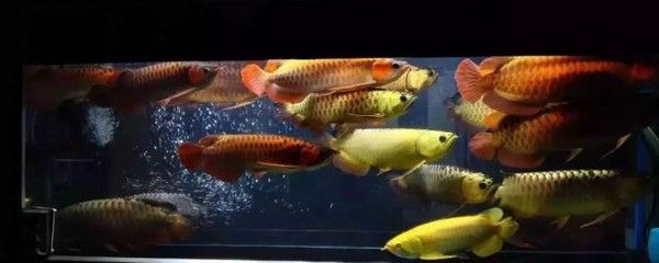 萬龍魚是冷水魚嗎（萬龍魚不是冷水魚而是淡水魚，而是熱帶淡水魚，而是淡水魚）