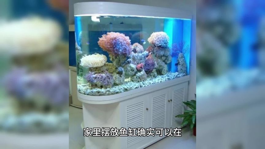 風水魚缸是什么樣的視屏（關于風水魚缸的知識）